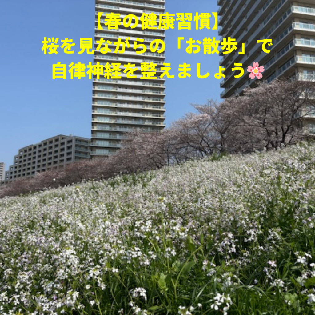 大田区多摩川ガス橋桜写真渋川整骨院