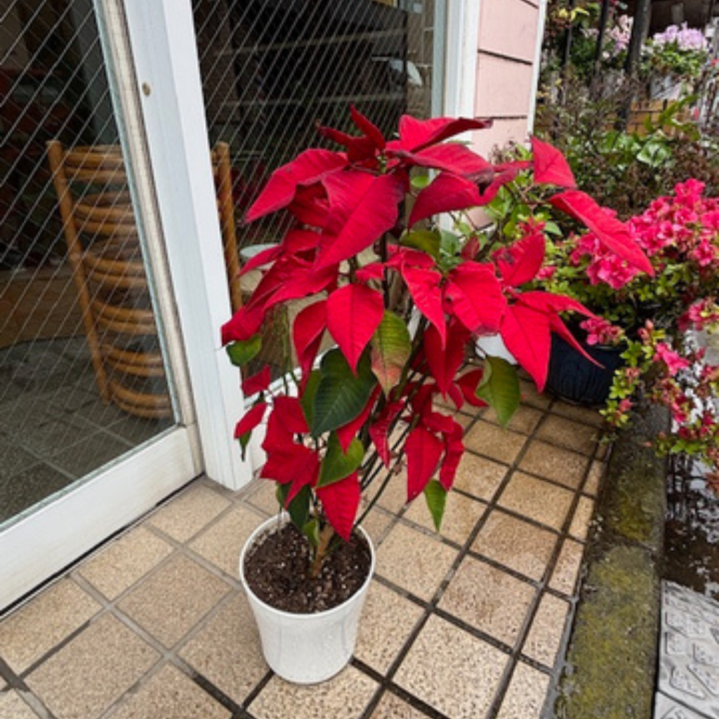 【院内の日常】4月でも赤いポインセチアと丁寧なケア｜渋川整骨院