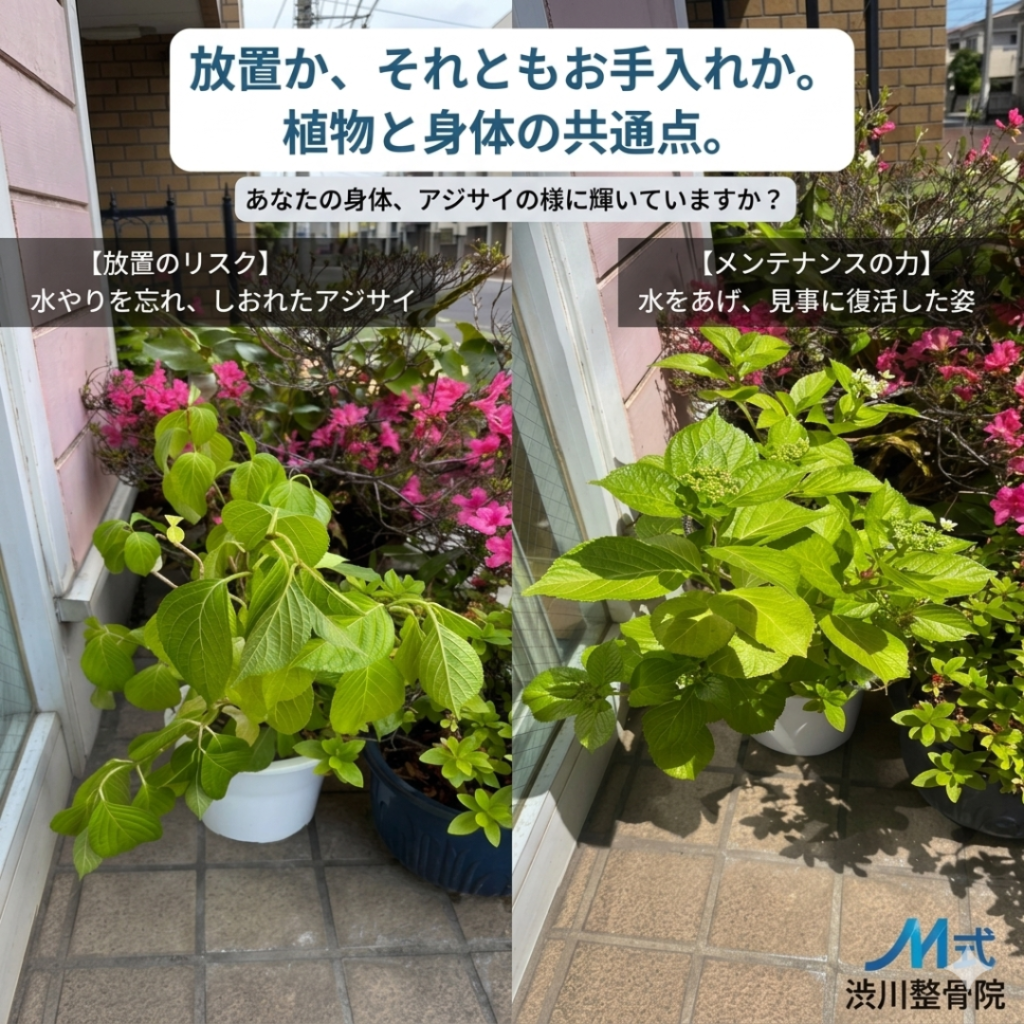 【大田区千鳥町】アジサイの奇跡的な復活と、私たちの身体に大切なこと