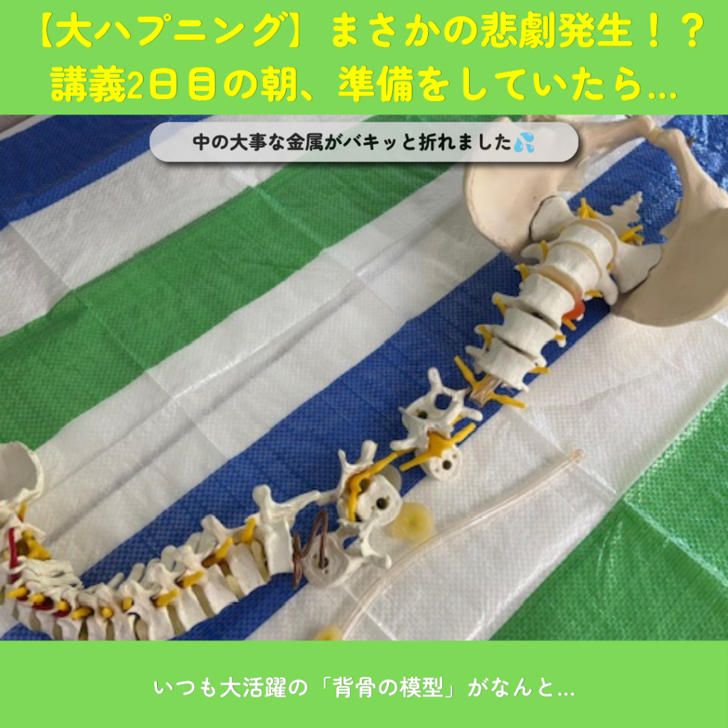 放送大学の講義中に大ハプニング!背骨の模型が折れた!?新しい相棒が到着しました | 大田区千鳥町の渋川整骨院