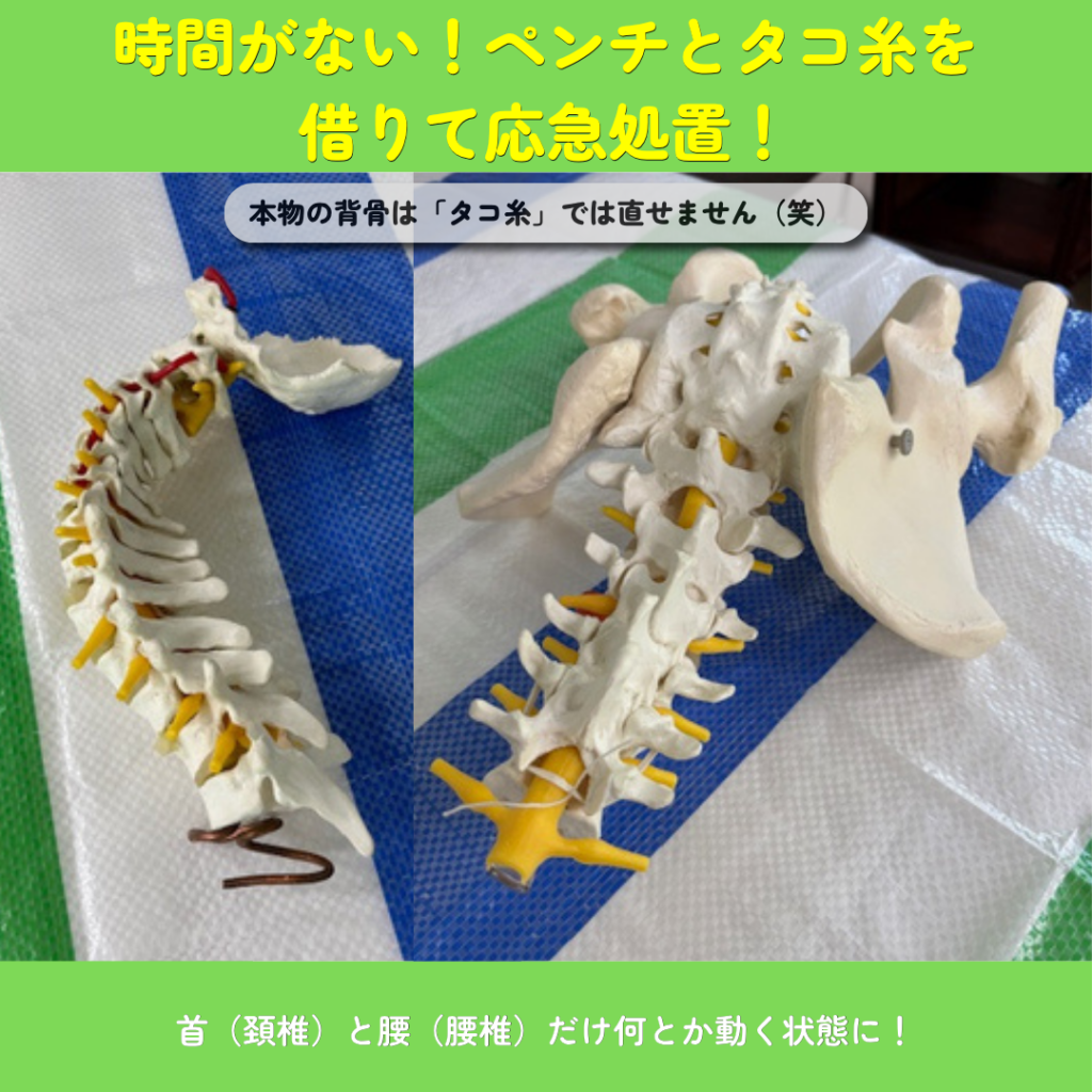 放送大学の講義中に大ハプニング!背骨の模型が折れた!?新しい相棒が到着しました | 大田区千鳥町の渋川整骨院