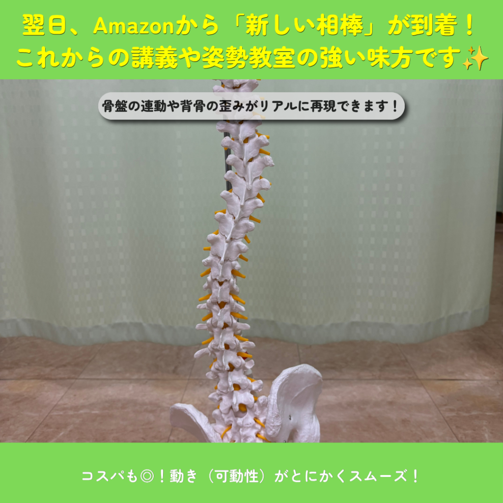 放送大学の講義中に大ハプニング!背骨の模型が折れた!?新しい相棒が到着しました | 大田区千鳥町の渋川整骨院