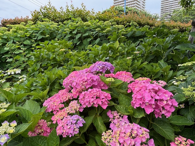 【大田区・下丸子公園】アジサイの生命力に感動！健康的な美しさの秘密
