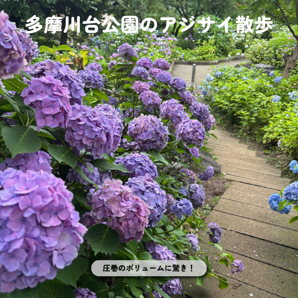 多摩川台公園のアジサイ散歩と健康習慣｜10年後の健康をデザインする渋川整骨院