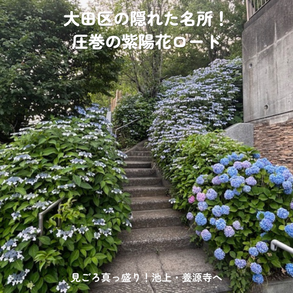 池上・養源寺の紫陽花ロードと健康的な歩き方！梅雨の不調は姿勢から改善 | 大田区千鳥町の渋川整骨院